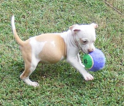 Outstanding Markings Red Nose Gotti line Male  ADBA  UKC SHIPPING INCLUDED